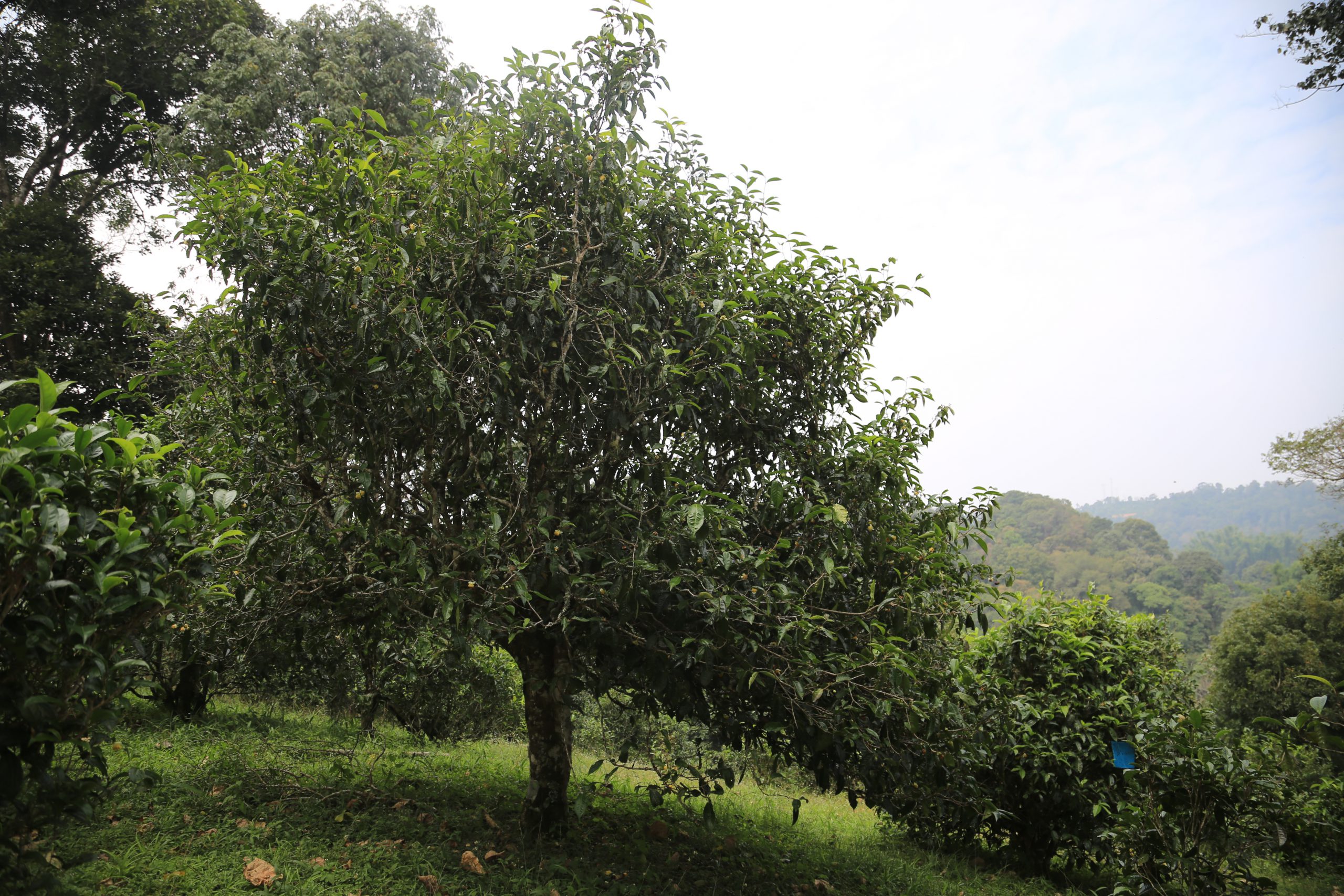 Yunnan: The Natural Treasury of Tea