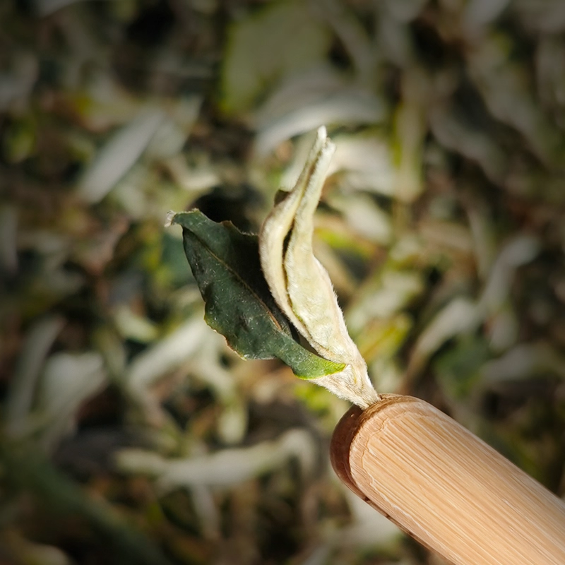 Taste Characteristics of Yunnan Ancient Tree White Tea