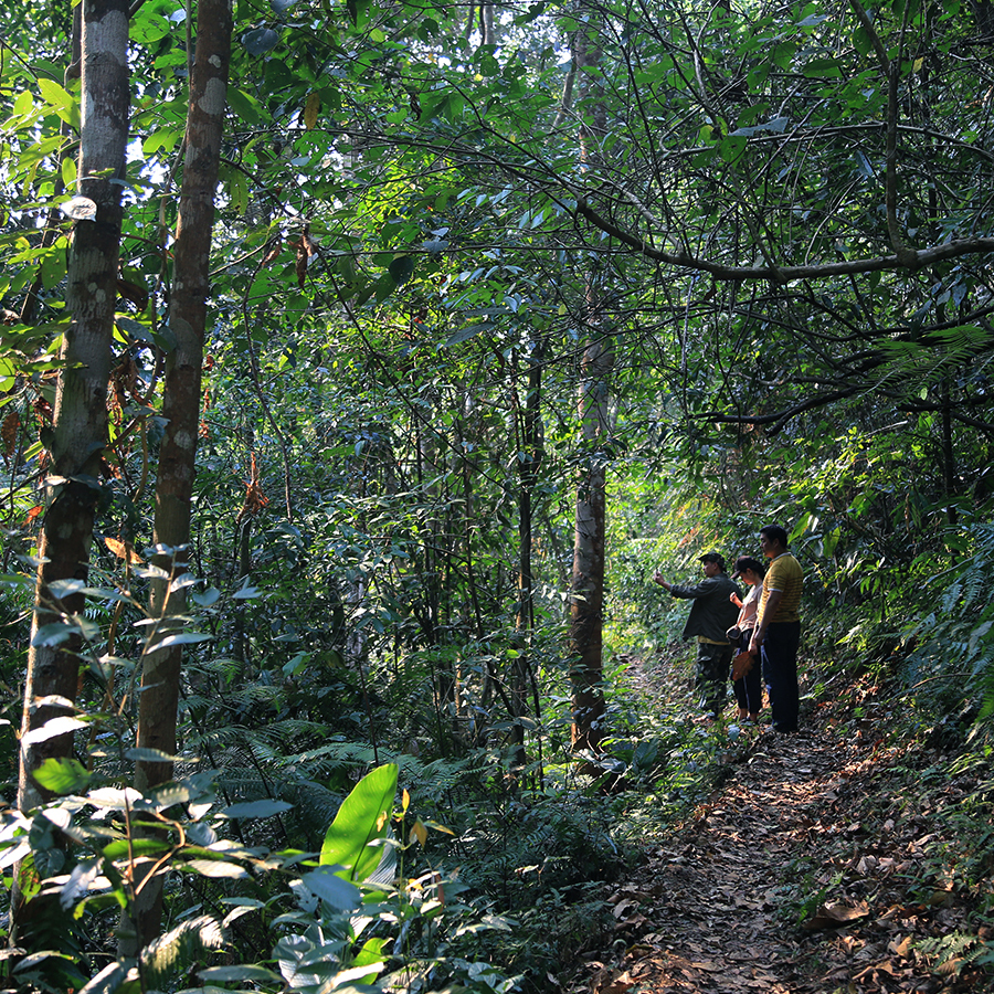 2023野花林易武古树茶