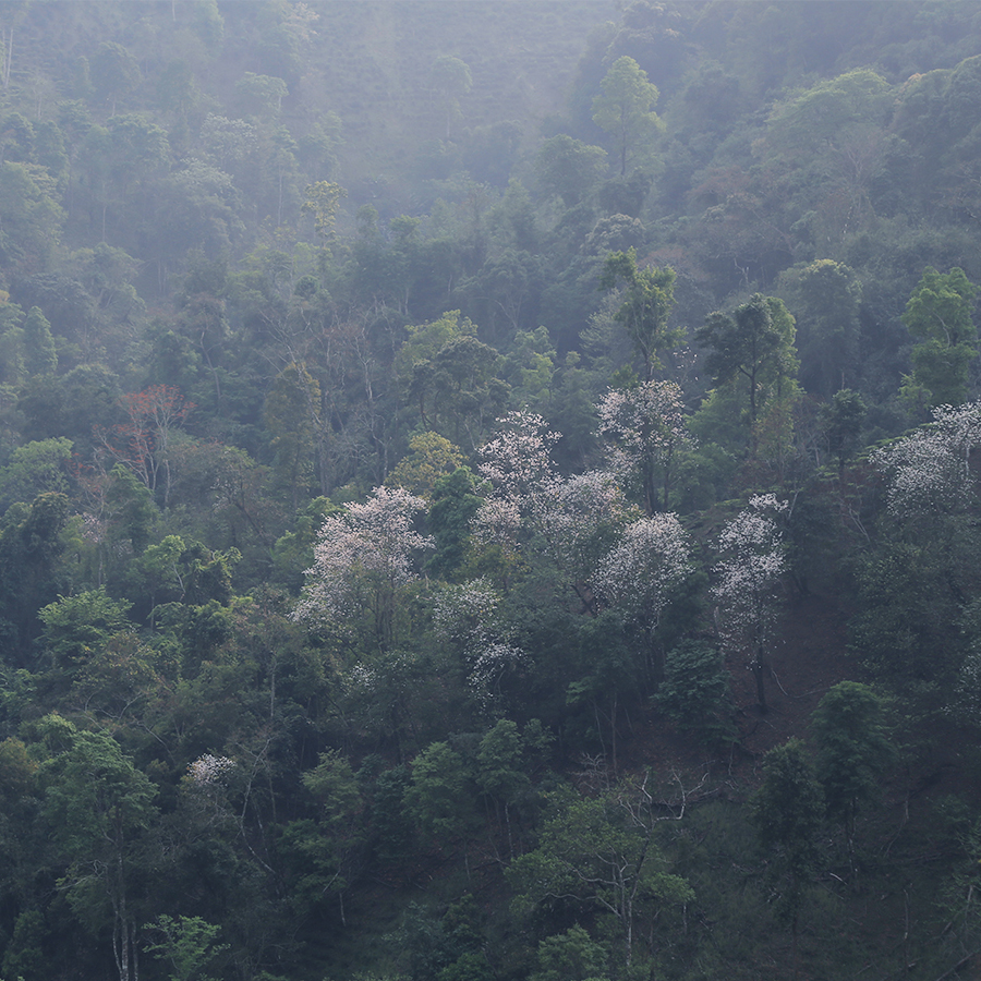 2023野花林易武古树茶